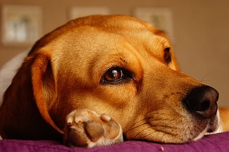 adult tricolor beagle thumbnail