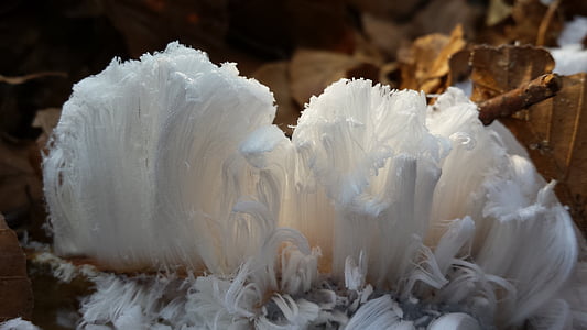 frost flower, haarijs, ice, mold, cold, frost thumbnail