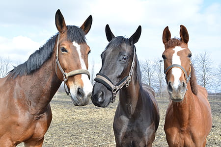 three brown and gray horses standing on brown grass field thumbnail