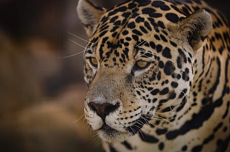 leopard shallow focus photography thumbnail