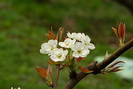 shallow focus photography of flowers thumbnail