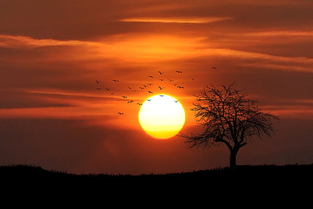 silhouette of tree during golden hour thumbnail