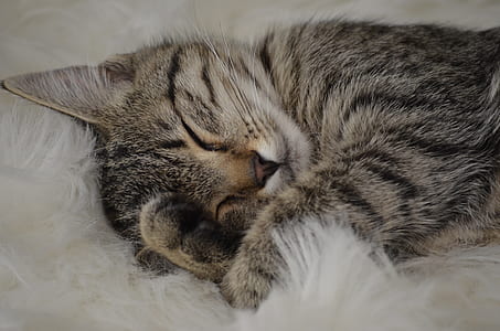 short-haired brown and black cat lying on white cloth thumbnail
