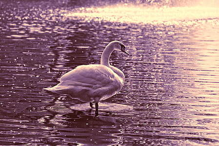 white swan on body of water standing thumbnail