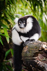 White and Black Long Coated Animal thumbnail