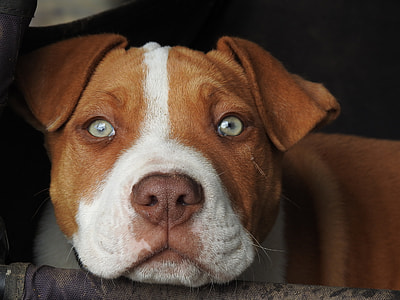 brown and white American pit bull terrier puppy close-up photography thumbnail