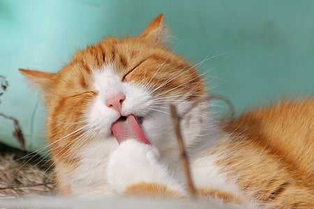 orange tabby cat licking paws thumbnail
