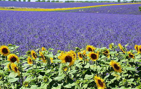 bloom sunflower plantation photograph thumbnail