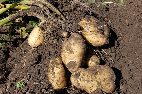 six tomatoes thumbnail