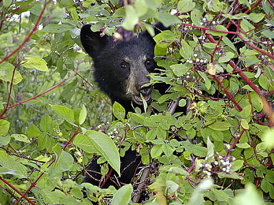 black bear on tree thumbnail