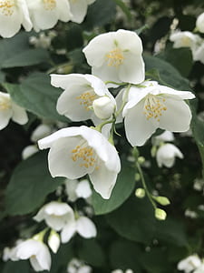 white petaled flowers thumbnail