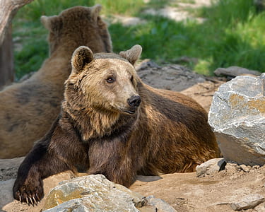 brown bear laying on concrete floor thumbnail