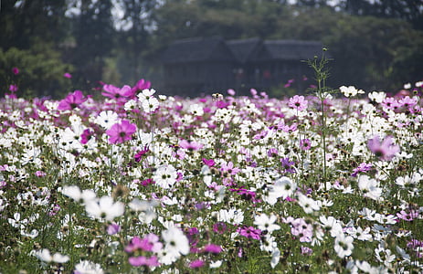 white and pink cosmos flower field at daytime landscape photography thumbnail