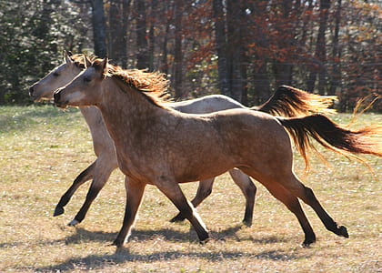 photo of two brown horse running thumbnail