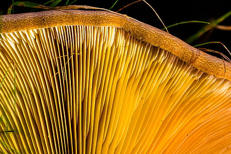closeup photo of mushroom thumbnail