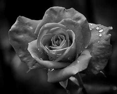 grayscale photo of rose flower thumbnail