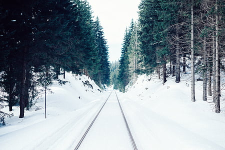 snow between trees during daytime thumbnail