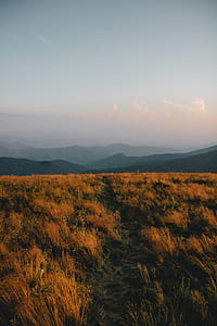 brown meadows thumbnail