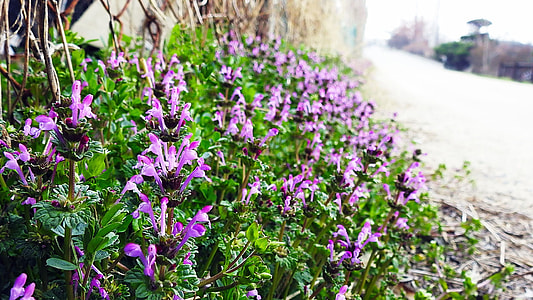 Spring Flowers, Wildflower thumbnail