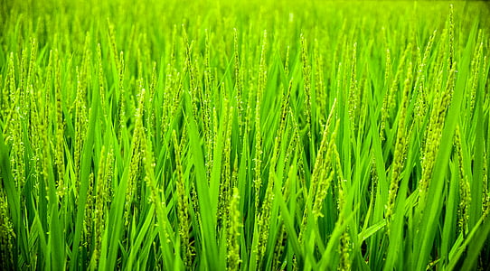 green grass field thumbnail