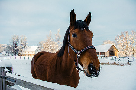 Winter horse thumbnail