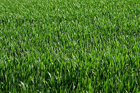 green grass field thumbnail