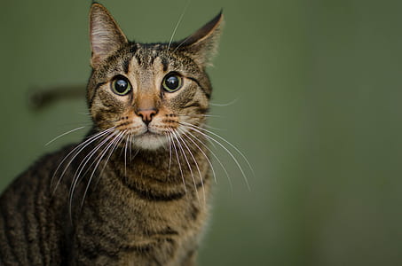close-up photo of grey tabby cat thumbnail