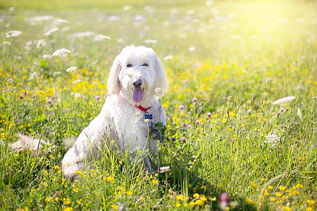long-coated white dog sits on flower field at daytime thumbnail