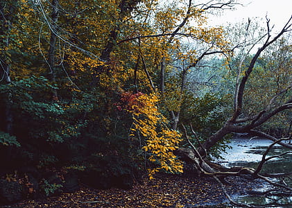 Fall Leaves Changing Photo thumbnail