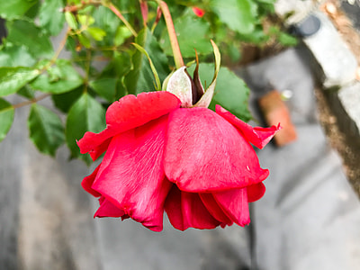 closeup photo of red rose thumbnail
