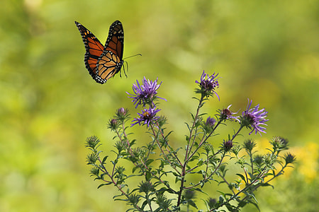 brown and red butterfly flying over purple flower during daytime thumbnail