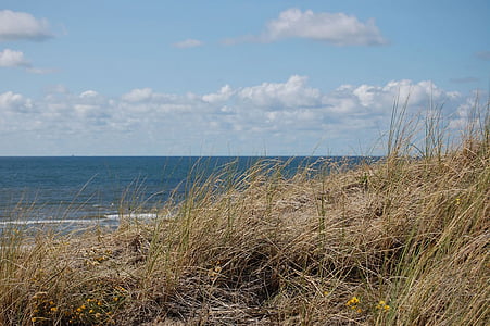 green grasses near sea under blue sky thumbnail