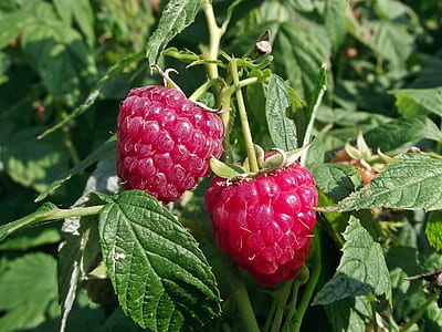 closeup photo of two pink fruits thumbnail