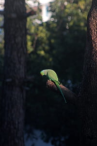green bird on branch at daytime thumbnail