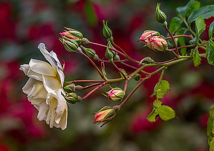 selective focus photo of white rose thumbnail