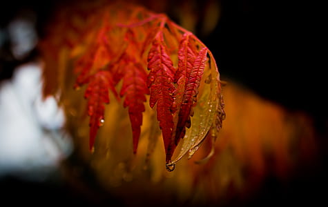 selective focus photography of red leaf thumbnail