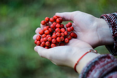 person holding berry fruits thumbnail
