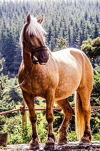 brown horse standing near red metal bar thumbnail