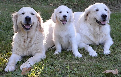two golden retriever dogs beside puppy on grass field thumbnail