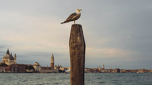 bird on wood thumbnail