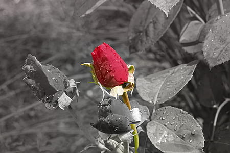 selective focus photography of rose bud thumbnail