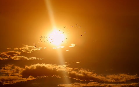 silhouette photography of flock of birds thumbnail