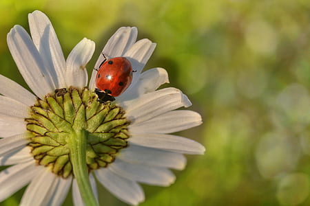 black and red spotted ladybug thumbnail