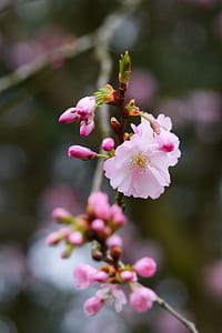 pink flowers in bokeh photography thumbnail