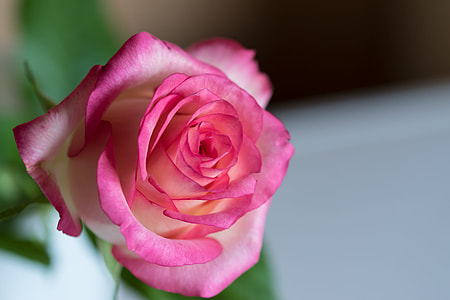 pink rose at bloom selective focus photography thumbnail