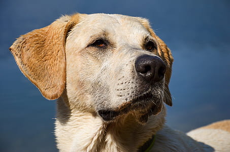 closeup photography of yellow Labrador retriever thumbnail