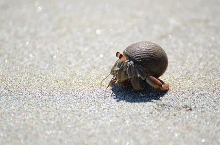 photo of hermit crab thumbnail