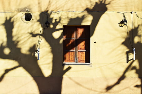 shadow of withered trees on beige wall thumbnail
