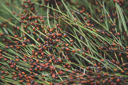 colony of ladybirds thumbnail