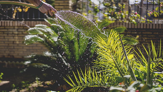 green leafed plants photography during daytime thumbnail